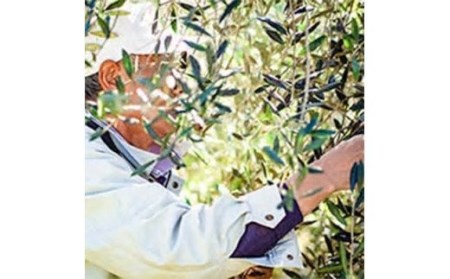 010-37神奈川県秦野市産「湘南オリーブ」オリーブオイル98ｇ	