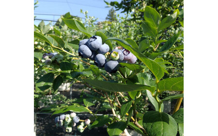 011-21ブルーベリーコンフィチュール(ジャム)