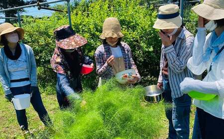 国産ハーブティー5種セット5種 各3包 計15包 ハーブ ハーブティー ティーバッグ 国産 お茶 ティー