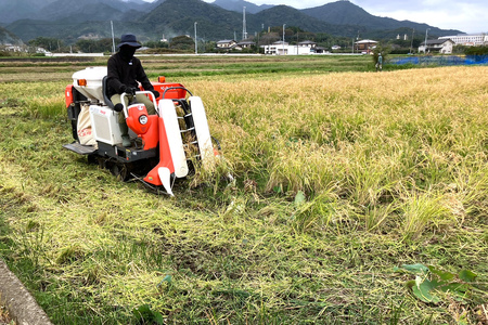 新米 令和6年産 伊勢原の米「はるみ」10kg (5kg×2袋) 精米済｜新米 米 お米 伊勢原 はるみ 令和6年産 精米 いせはらVILLAGE [0285]