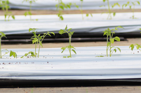 [2025年12月下旬より発送] フルティカトマト 1kg｜ブランドトマト 濃い味 リコピン アイメック栽培 甘い 旨い 食感が良い [0672]