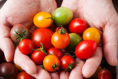 [2025年12月下旬より発送] フルティカトマト 1kg｜ブランドトマト 濃い味 リコピン アイメック栽培 甘い 旨い 食感が良い [0672]