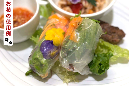 農家直送！加藤さんちのエディブルフラワー 6ポット｜鉢植え 観賞用 食用 花 お花 野菜 トッピング 付け合わせ [0774]