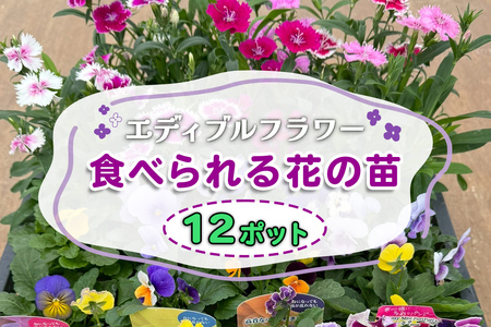 農家直送！加藤さんちのエディブルフラワー 12ポット｜鉢植え 観賞用 食用 花 お花 野菜 トッピング 付け合わせ [0775]