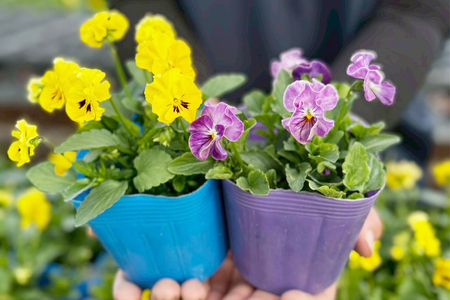 農家直送！加藤さんちのエディブルフラワー 12ポット｜鉢植え 観賞用 食用 花 お花 野菜 トッピング 付け合わせ [0775]