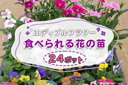 農家直送！加藤さんちのエディブルフラワー 24ポット｜鉢植え 観賞用 食用 花 お花 野菜 トッピング 付け合わせ [0776]
