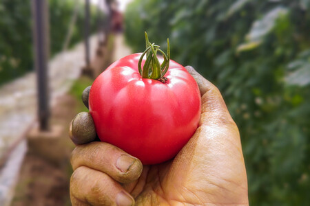 [先行受付] 栄養たっぷり！ トマト農家片野さんちの完熟トマト「れおん」 4kg [0932]