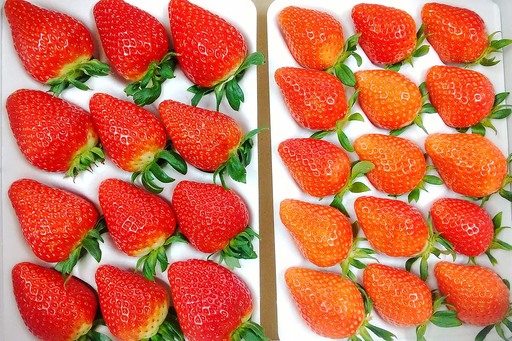 《2027年1月中旬より順次発送》完熟いちご やよいひめ 約800g [約400g (12粒から15粒) ×2パック] 栗丸農園直送 [1068]