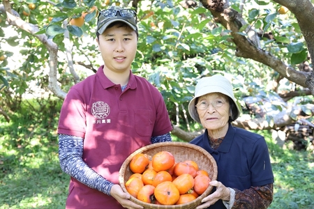 樹上完熟富有柿 【極】2kg箱＜出荷開始：2024年11月20日～2024年12月15日＞【 柿 かき フルーツ 神奈川県 海老名市 】