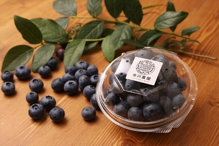 【先行予約】【極大粒】摘みたて完熟ブルーベリー500g（125g×4パック）＜出荷開始：2026年6月5日～2026年7月15日＞【 ブルーベリー フルーツ 神奈川県 海老名市 】