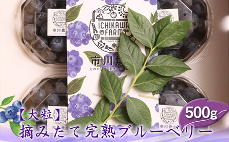 【先行予約】【大粒】摘みたて完熟ブルーベリー500g（125g×4パック）＜出荷開始：2026年6月5日～2026年7月15日＞【 ブルーベリー フルーツ 神奈川県 海老名市 】