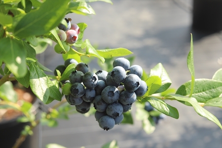 【先行予約】【中粒】摘みたて完熟ブルーベリー500g（125g×4パック）＜出荷開始：2026年6月5日～2026年7月15日＞【 ブルーベリー フルーツ 神奈川県 海老名市 】