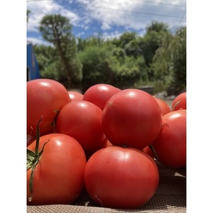 ★数量限定★『完熟桃太郎とまと』で作った無塩無添加トマトジュース　720ｍｌ×2本【 トマト 神奈川県 海老名市 】