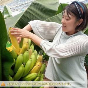 金太郎バナナ 収穫適期バナナの収穫と試食体験ファミリー3枚チケット（大人：2枚、子供：1枚）【 体験 試食 収穫 チケット おいしい 果物 くだもの フルーツ お歳暮 お中元 】