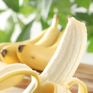 金太郎バナナ 収穫適期バナナの収穫と試食体験ファミリー3枚チケット（大人：2枚、子供：1枚）【 体験 試食 収穫 チケット おいしい 果物 くだもの フルーツ お歳暮 お中元 】