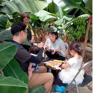 金太郎バナナ 収穫適期バナナの収穫と試食体験ファミリー4枚チケット（大人：2枚、子供：2枚）【 体験 試食 収穫 チケット おいしい 果物 くだもの フルーツ お歳暮 お中元 】