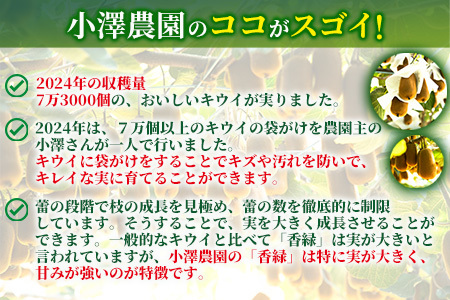 希少キウイフルーツ 「香緑」。Lサイズ 24個入り 糖度16度。甘くておいしい【 高級ブランド】＜出荷時期：2025年12月15日出荷開始～2026年1月15日出荷終了＞【キウイ　フルーツ 神奈川県 南足柄市 】