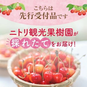 さくらんぼの王様 佐藤錦 500g×2パック 合計1kg(L) 【2024年発送先行予約】 余市 北海道 フルーツ王国 さくらんぼ サクランボ 桜桃 佐藤錦 余市産さくらんぼ  小分けさくらんぼ  人気さくらんぼ ニトリ _Y074-0085