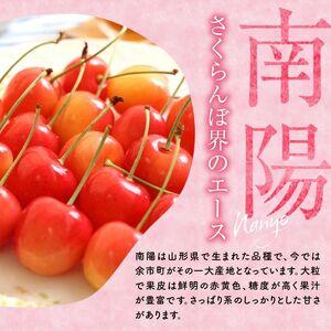 フルーツ王国余市産「南陽（3L）」500g×2パック【2025年発送先行予約】余市 北海道 フルーツ王国 さくらんぼ サクランボ 桜桃 南陽 小分けさくらんぼ  人気さくらんぼ ニトリ  余市さくらんぼ_Y074-0117