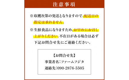 【2026年9月下旬以降発送】千両梨 10kg箱(22玉前後)北海道産 余市町産 シャキシャキとした食感とサッパリとした甘みが特徴 季節限定 千両梨 季節の味覚 10kg 箱 梨 ほぼ余市町でしか生産されていない 果物 フルーツ 贈り物 ギフト フルーツギフト お取り寄せ 北海道 余市町産 送料無料_Y015-0035