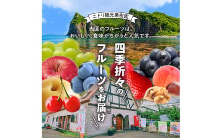 【先行予約：2026年8月中旬以降発送】フルーツ王国余市産「桃」規格外品2kg【ニトリ観光果樹園】_Y074-0146