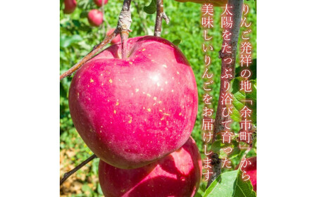 【先行受付：2025年12月下旬以降発送】余市産 ふじ＆王林 松村農園産のりんご 5kg_Y067-0200