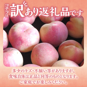 【2026年産 先行予約】＜北海道余市産＞訳アリ 桃「あかつき」1.5kg（6～10玉）_Y103-0060