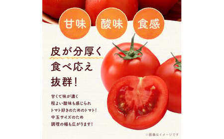 【先行予約:2026年7月下旬頃より発送】NicoFarm ファンゴッホ(中玉トマト)1Kg_Y124-0017