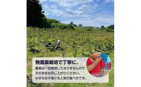 【余市産無農薬】冷凍ブルーベリー 残留農薬検査済み 2025年収穫_Y155-0001