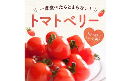 【先行予約】フルーツのように甘いミニトマト2種 各500g トマトベリー & Nicoロッソ_Y124-0020					