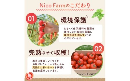 【先行予約】フルーツのように甘いミニトマト2種 各500g トマトベリー & Nicoロッソ_Y124-0020					