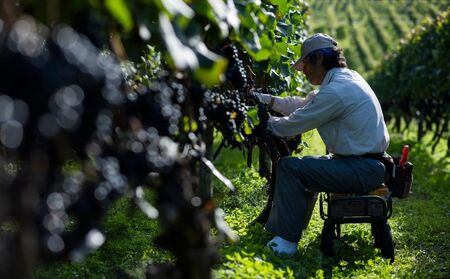 余市 葡萄作りの匠「北島秀樹」&「田崎正伸」ミュラートゥルガウ飲み比べセット_Y034-0091