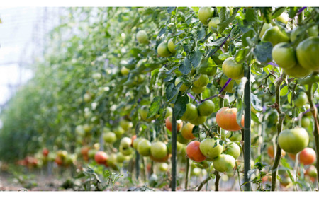 余市産 完熟トマト 100%使用! まるごと搾り 甘熟トマトジュース 1L × 6本セット 無添加 濃厚な味わい 北海道 100%ピュアジュース 風味豊か 自然な味わい 太陽 大地 真っ赤 完熟 丸ごと搾り_Y015-0033