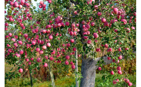 余市まるごと搾り リンゴジュース 6本セット_Y015-0012