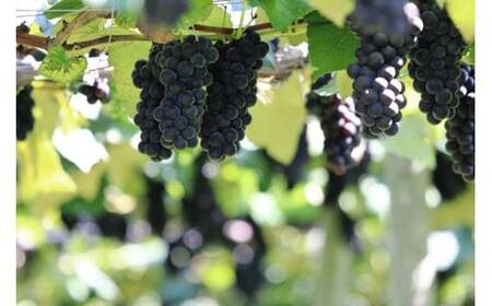 余市まるごと搾り キャンベルスブドウジュース 3本セット_Y015-0023