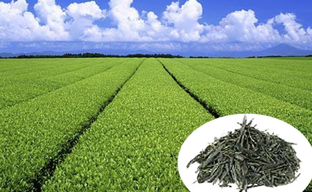 お茶 受賞茶園の銘茶詰合せ 茶 緑茶 知覧茶 茶葉 静岡 鹿児島 ギフト 包装 