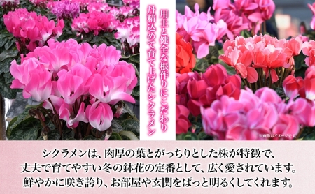 【ふるさと納税】谷澤園芸 シクラメン 6号鉢 冬の花 長持ち 華やか 贈答用 ギフト プレゼント 育てやすい 室内向け 屋外OK(屋外厳禁) おしゃれ ガーデニング ハウス栽培 神奈川県 寒川町