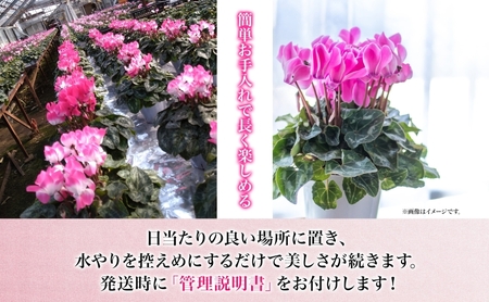 【ふるさと納税】谷澤園芸 シクラメン 6号鉢 冬の花 長持ち 華やか 贈答用 ギフト プレゼント 育てやすい 室内向け 屋外OK(屋外厳禁) おしゃれ ガーデニング ハウス栽培 神奈川県 寒川町