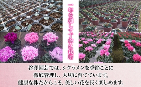 【ふるさと納税】谷澤園芸 シクラメン 6号鉢 冬の花 長持ち 華やか 贈答用 ギフト プレゼント 育てやすい 室内向け 屋外OK(屋外厳禁) おしゃれ ガーデニング ハウス栽培 神奈川県 寒川町