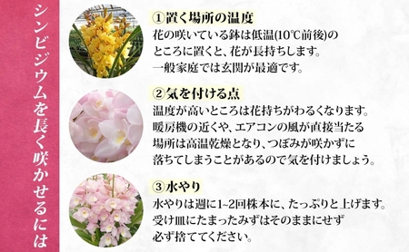 湘南の洋蘭 シンビジウム 3～4本 色の指定不可 シンビジューム Cymbidium 蘭 ラン らん 花 お花 生花 ピンク 黄色 白 インテリア ギフト 贈り物 神奈川県 寒川町