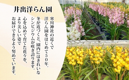 湘南の洋蘭 シンビジウム 3～4本 色の指定不可 シンビジューム Cymbidium 蘭 ラン らん 花 お花 生花 ピンク 黄色 白 インテリア ギフト 贈り物 神奈川県 寒川町
