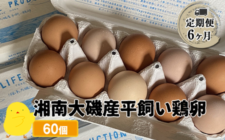 【定期便6ヶ月】 湘南大磯産平飼い鶏卵 60個＜2024年12月1日出荷開始　6ヶ月連続でお届け＞【 たまご 神奈川県 大磯町 】