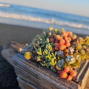 セダム（多肉植物） 寄せ植えキッド：1個 【 神奈川県 大磯町