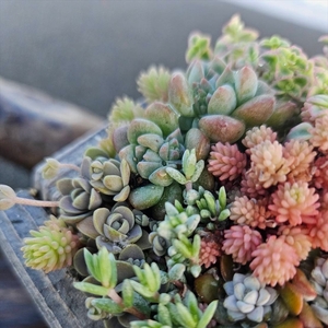 セダム（多肉植物） 寄せ植えキッド：1個 【 神奈川県 大磯町