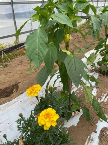 【冷蔵便】季節のこだわり野菜セット 野菜詰め合わせ（春野菜 夏野菜 ハーブ など）