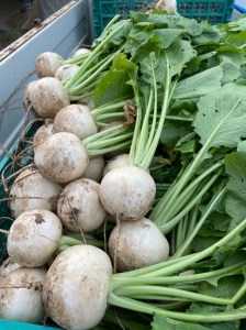 【冷蔵便】季節のこだわり野菜セット 野菜詰め合わせ（春野菜 夏野菜 ハーブ など）