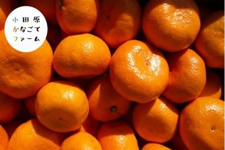 おひるねみかんサイダー　340ml　10本