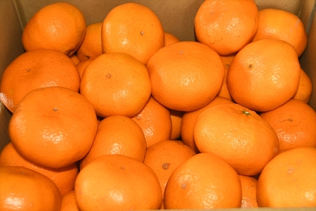 神奈川県産大津みかん10ｋｇ〈出荷時期：2025年12月10日出荷開始～2025年１2月29日出荷終了〉【 みかん 神奈川県 山北町 】