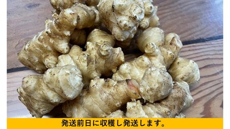 神奈川県　生菊芋　4ｋｇ＜出荷時期:2024年11月29日～2025年2月16日出荷終了＞【 菊芋 きくいも 国産 神奈川県 山北町 】