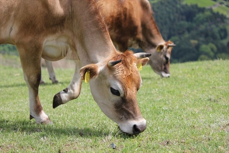 【牧場直送】薫る野牛乳180ml×12本セット ノンホモ 低温殺菌 ジャージー牛 山地酪農 24時間365日放牧<出荷開始:2025年11月以降順次出荷>